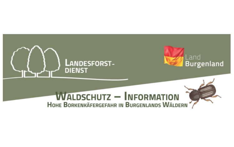 Waldschutz - Information: Hohe Borkenkäfergefahr in Burgenlands Wäldern