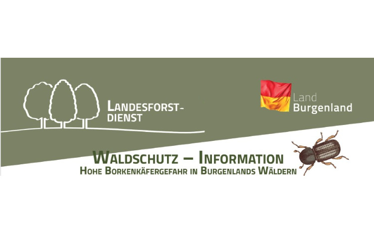Waldschutz-Information - Hohe Borkenkäfergefahr in Burgenlands Wäldern