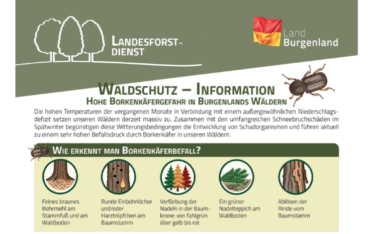Informationsblatt Borkenkäfer