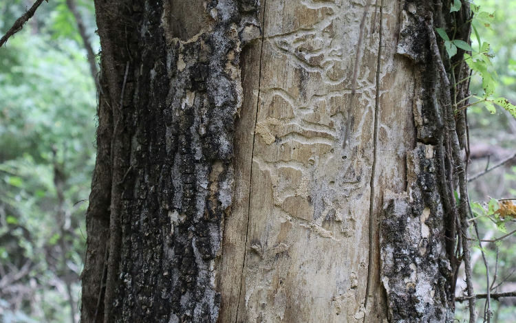 Baumrinde mit Fraßspuren von Insekten im Wald