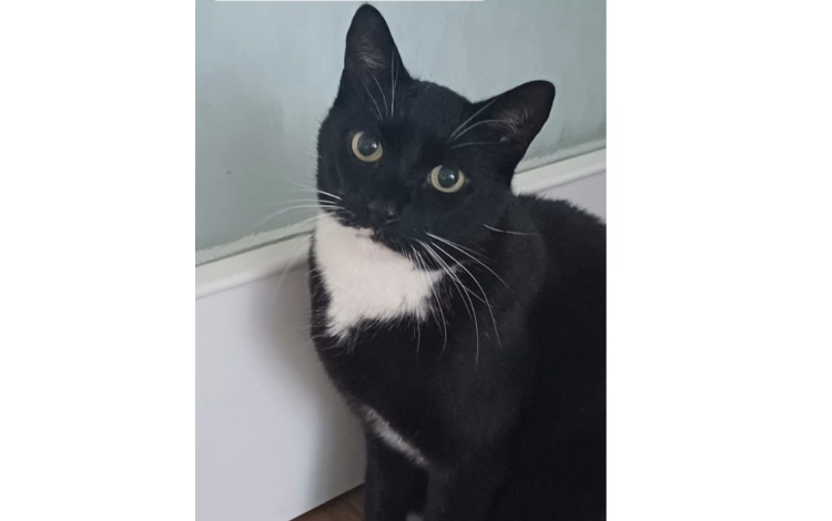 Kater Felix wird vermisst