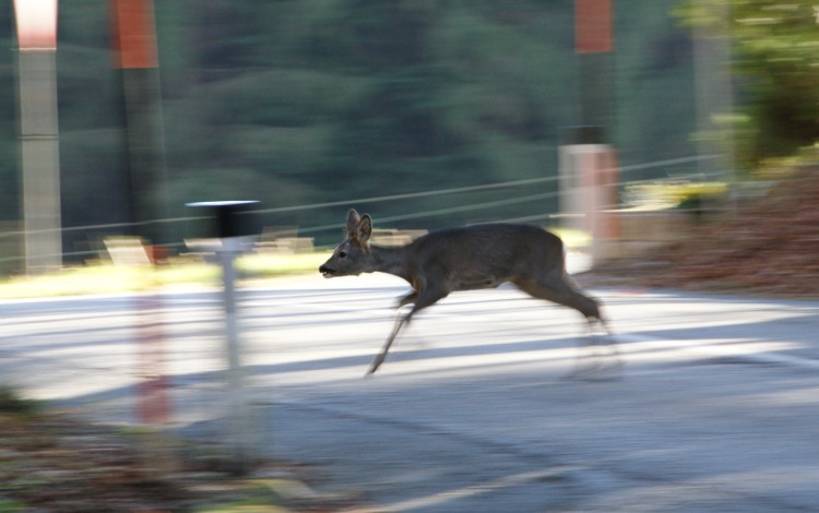 Rehkitz überquert Straße in motion blur, Waldrand im Hintergrund, Österreich