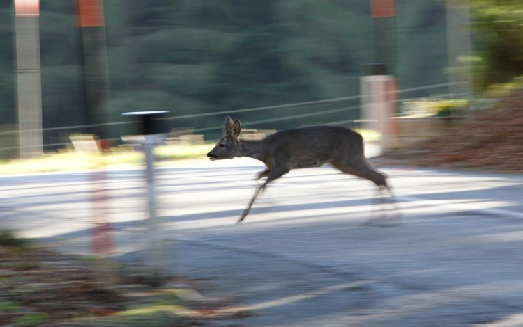 „Wildtierschutz und Verkehrssicherheit Steiermark“ geht in die 12. Saison