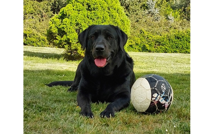 Wichtige Informationen für HundehalterInnen.
