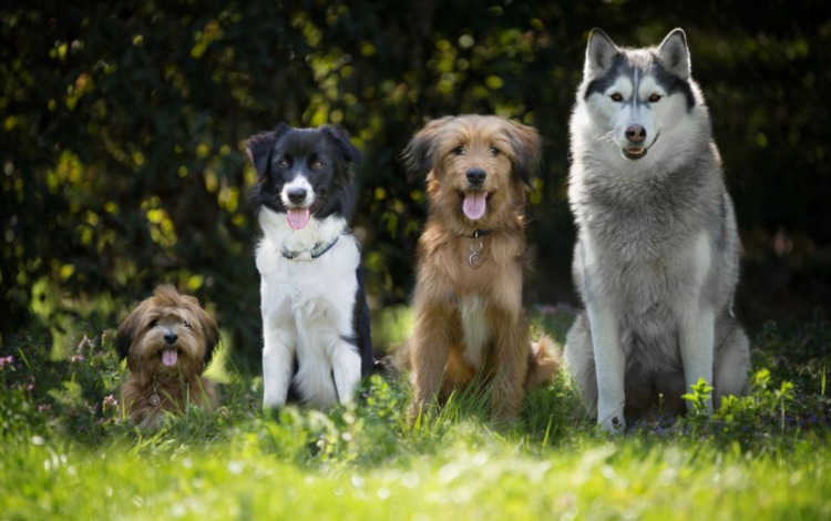 Sachkundenachweis für Hundehalter