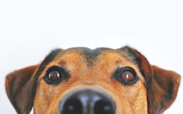 Hundekundekurse 2027