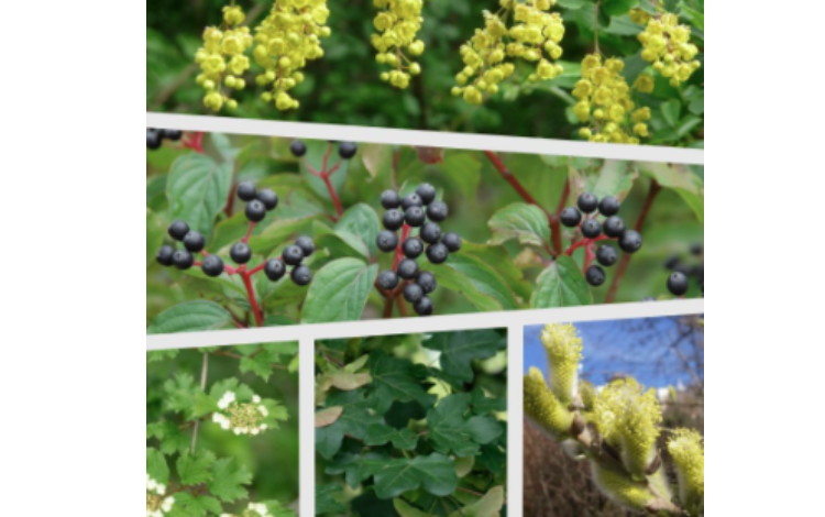 Pflanzen im Frühling: gelbe Blüten, schwarze Beeren, weiße Blüten und Kätzchen