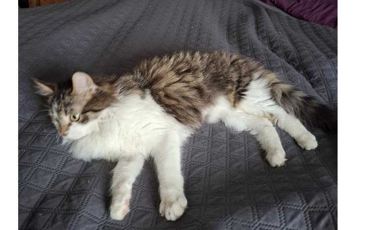 Katze Sissy im Bereich Mittelschule Scheifling entlaufen!